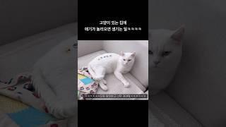 커스터마이징 고양이ㅋㅋㅋㅋㅋㅋㅋ