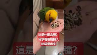 這個鸚鵡是什麼品種？大家能分清楚嗎？ #birds #parrot #cute #pets