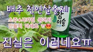 배추 천연살충제 소주 사카린 으로 만들지 마세요  영상 한번 보세요~ 놀랍네요ㅎ  You made a natural insecticide on cabbage?