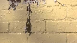 Paint Removal From Brick Chicago