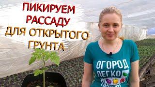 Как вырастить красивую и здоровую рассаду (дёрганка) на продажу