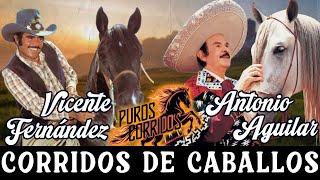 Vicente Fernández y Antonio Aguilar con Tambora ⭐ 30 Éxitos Corridos de Caballos Famosos Mix    