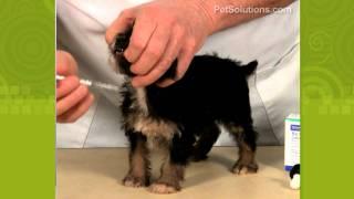 PetSolutions: How to Give Your Dog or Puppy Medicine