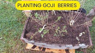 Garden Preparation | Planting Goji Berries | Comfrey Propagating