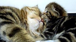 Mom Cat hugs her Cute Kitten  Rosy