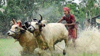 ঈদের হাট কাঁপানো সেরা ৫ টি কোটি টাকার গরু দেখলে চোখ কপালে উঠবে//biggest cow in the world//