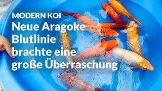 Die erste Selektion unserer neuen Aragoke Blutlinie  | Modern Koi Blog #6943