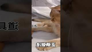 #Short #Cat Cute สอนทุกคนวิธีการแก้ไขพฤติกรรมสับสนของแมวแล