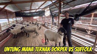 UNTUNG MANA TERNAK DOMBA DORPER ATAU DOMBA SUFFOLK