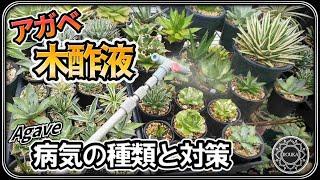 【病気/園芸】アガベの病気対策に木酢液！病気の種類はたったの2種類！？ 【Agave】【多肉植物】