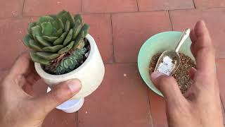 HOW TO REPOT MOTHER PLANT WITH PUPS ?  SUCCULENT CARE TIPS