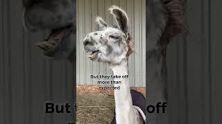 #alpaca #alpacafarm #llama #lama #farming #llamalove #animal #alpacasharing