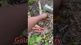 Golden Cherry Tomatoes