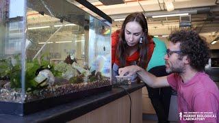 The Semester in Biological Discovery at the Marine Biological Laboratory