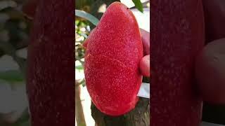 Golden mango so fresh - Farm fresh ninia fruit cutting #shorts #shortvideo