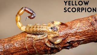 World Deadliest Scorpion | Yellow scorpion| Approximately 100$ 40 GM