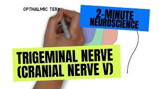 2-Minute Neuroscience: Trigeminal Nerve (Cranial Nerve V)