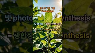 빛으로 그린 그림 Photograph #영어어원 #사진의뜻 #어휘팁 #재미있는영어