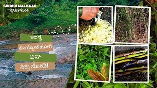 ಕೊನೆಗೂ ಕಳಲೆ ಸಿಕ್ತು! Malenadu Special Kalale Curry Bamboo Bud from Forest Kannada Vlog day in my life