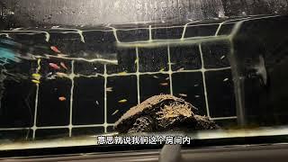 鳄龟饲养教程1.0 crocodile turtle breeding tutorial