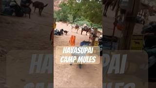 Havasu Camp Mules #hiking #havasupai #adventure #travel #waterfall #hike #outdoors #earth #mules