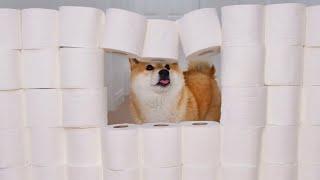 Shibas' Reaction To The Toilet Paper Wall Challenge | Funny