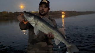 BIG Walleyes on the North Saskatchewan River!