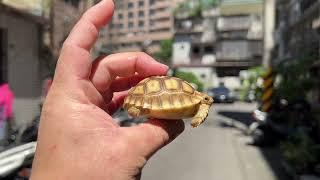 悠悠水族兩棲爬蟲～原裝進口高質量蘇卡達陸續上線啦～編號０２５～