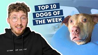 Dog Feels Pretty Weird After Vet | Top 10 Dogs of the Week!