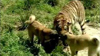 Turkish Dog Kangal Attacking Lion & Tiger !!!