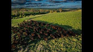 Elders Goulburn | ‘Roseberry’ Taralga, NSW