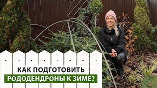 КОГДА УКРЫВАТЬ РОДОДЕНДРОН? Делаем правильно укрытие, готовим к зиме. Правила ухода за рододендроном