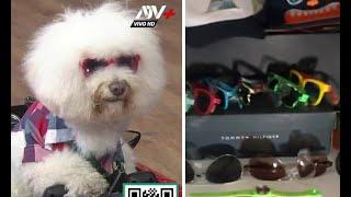 Anko, el "perro pituco" que causa furor en redes sociales: "Tiene un gran closet de outfits"