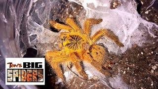 P. murinus - The OBT Husbandry