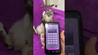 APP TRADUTOR DE GATOS FUNCIONA MESMO! #shorts