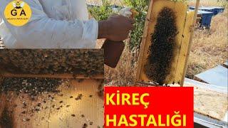 kireç hastalığının tedavisi için karışım hazırladım.  beekeeping. arıcılık.