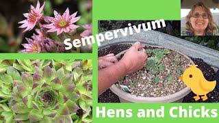 Easy How to Sempervivum Hen & Chicks Propagation - Great for Beginners