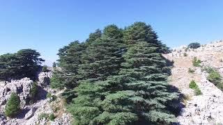 Fairouz ya taïr  -  Cedars of Lebanon by drone - Forest of Jaj