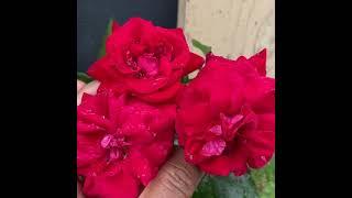 Hybrid Tea Roses /Mister Lincoln #Shorts