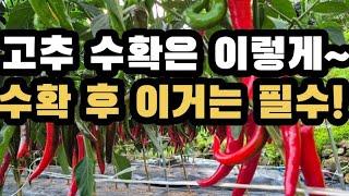 고추 최고의 수확 요령 및 첫물고추 수확 후 이처리는 꼬옥!!!(2024.8.2)(#고추수확요령,#고추병충해방제,#4차추비,#고추열과방지)