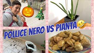 Vivaio🪴Halloween Natalee castagne un mix esplosivo per una giornata in famiglia