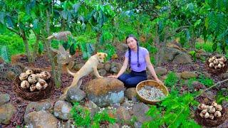 Harvesting Quail Eggs Goes To Market Sell - Making a Quail Farm, Gardening | Dương Harvest