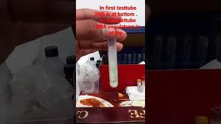 How to Isolate DNA from banana. DNA ISOLATION EXPERIMENT