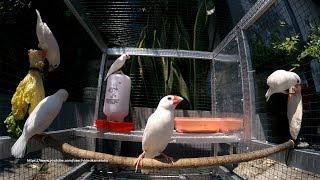 White Java Sparrows Sunbathing After Shower