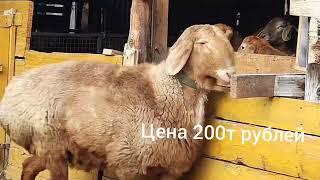 (1982) Сын Ушастика на Продажу +996553999905