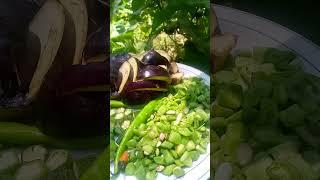 my homegrown Vegetables are ready for meal #homegrown#kitchengarden #vegetablegarden #shorts