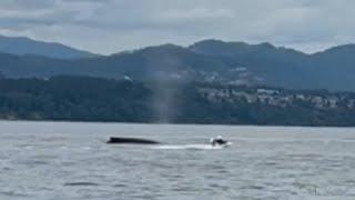 Humpback nearly topples Nanaimo bathtubber