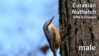 Nuthatch ~ Eurasian Nuthatch Bird Call  and Pictures for Teaching