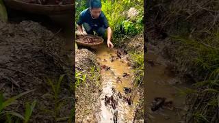 The process of catching Crayfish!  Fish trapping, lobster catching crawfish fishing #fishing #shorts