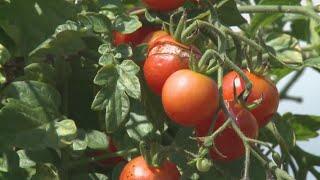 Tomatoes 101: How to prune and grow tomatoes for success | Gardening with Gutner